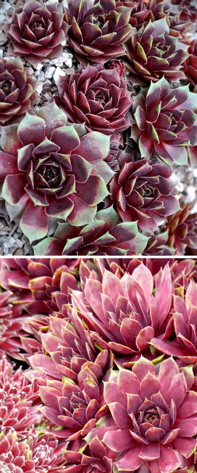 Hoo House Nursery - Sempervivum 'Jungle Fires'